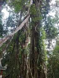 banyan tree